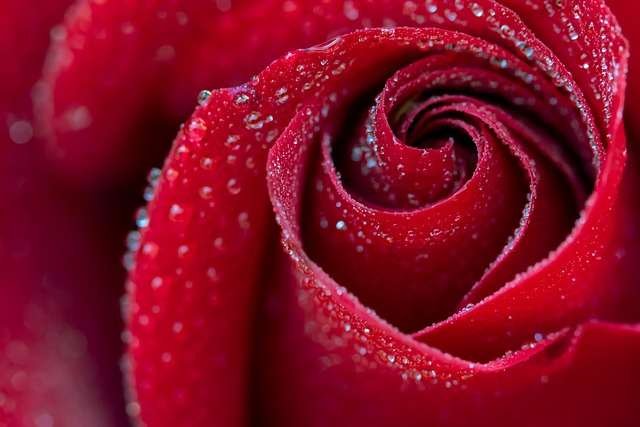 The unfolding petals of a red rose.