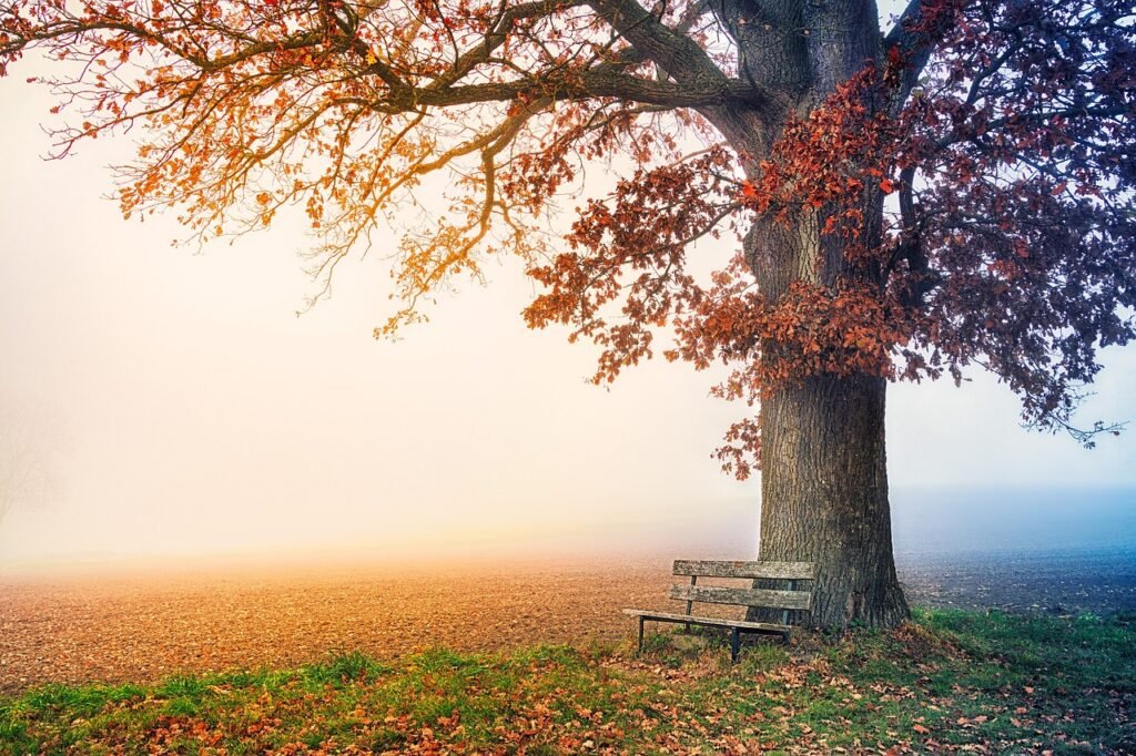 tree, park bench, autumn, free background, beautiful nature, fall season, fall, fog, nature background, foggy landscape, free wallpaper, nature, field, meadow, hiding, bench, view, windows wallpaper, 4k wallpaper, wallpaper hd, laptop wallpaper, leaves, foggy, 4k wallpaper 1920x1080, cool backgrounds, wallpaper 4k, golden, magic, hd wallpaper, rest, full hd wallpaper, desktop backgrounds, nature wallpaper, mac wallpaper, beautiful wallpaper, relaxation, desktop, wallpaper